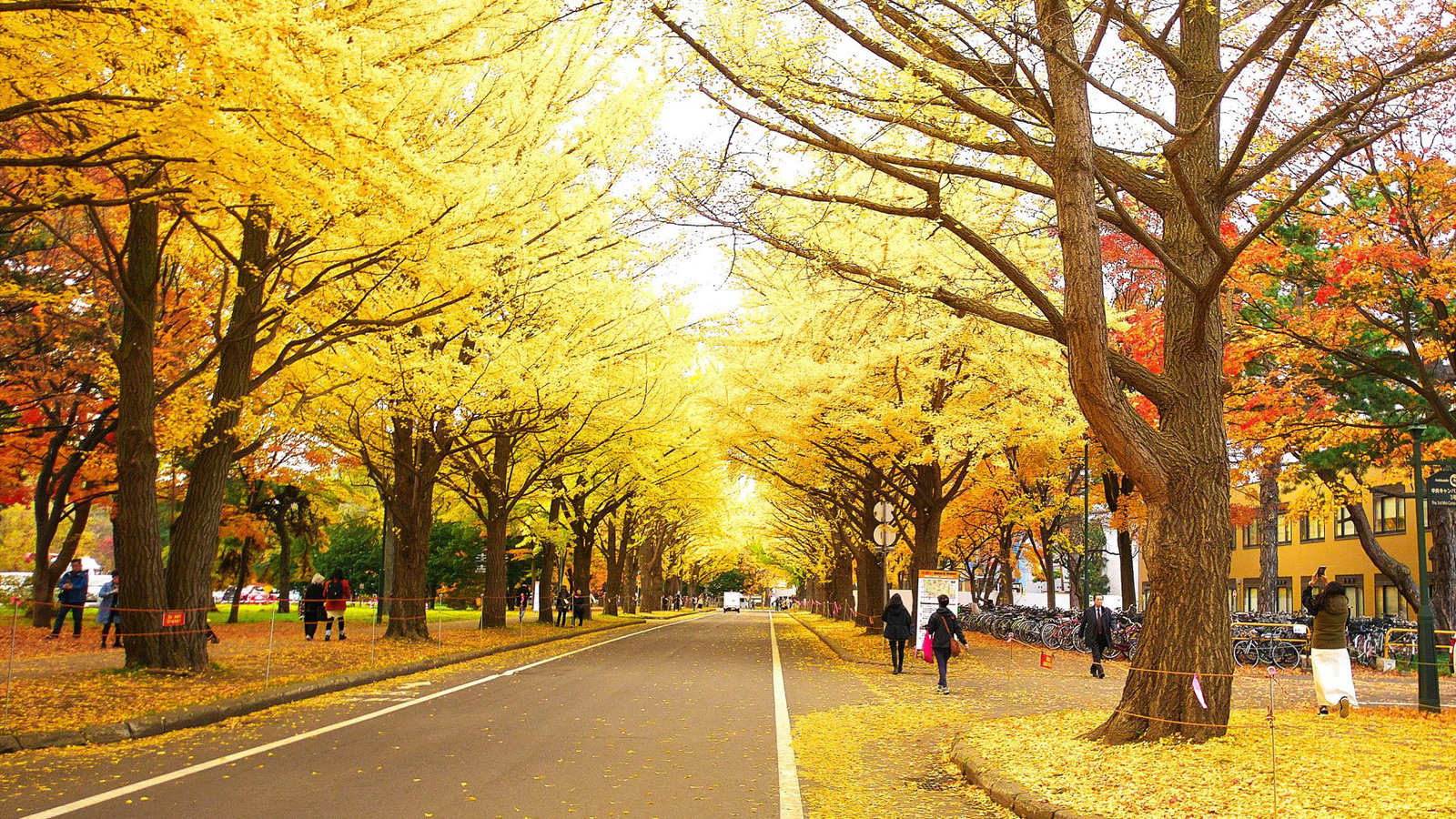 ทัวร์ญี่ปุ่น ฮอกไกโด ซัปโปโร ใบไม้เปลี่ยนสี Ginkgo Avenue นิงเกิ้ลเทอเรส บ่อน้ำสีฟ้า น้ำตกชิราฮิเกะ